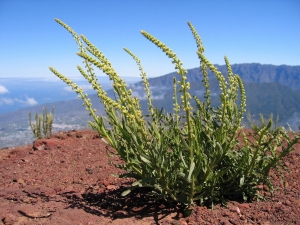 The Reseda Luteola, or weld plant.