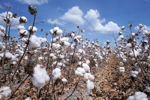 Field with cotton plants.