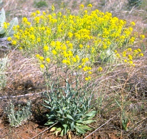 A flowering woad plant.