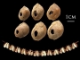 The Blombos marine shell beads, with reconstruction of the necklace.