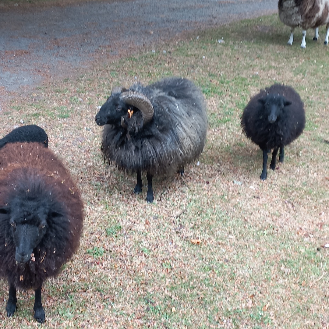 Sheep at Leyselebeke Castle near Bruges, Belgium, waiting to be shorn. Their fleeces will soon go to the TRC! Photograph by author.