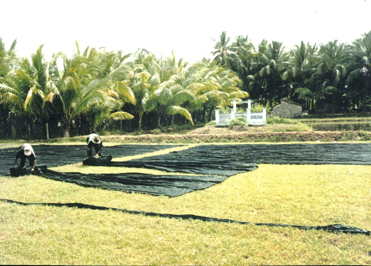 Lacquer silk cloth drying in a field. Photograph Augusta de Gunzbourg.