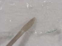 Detail of the root from a mammoth hair from Yakutia (TRC 2023.1510; photograph by Dr. A. Wolterink).