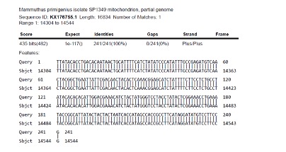 DNA sequencing of KX176755.1, the TRC mammoth hair sample (TRC 2023.1510; sequencing by Dr. A. Wolterink).